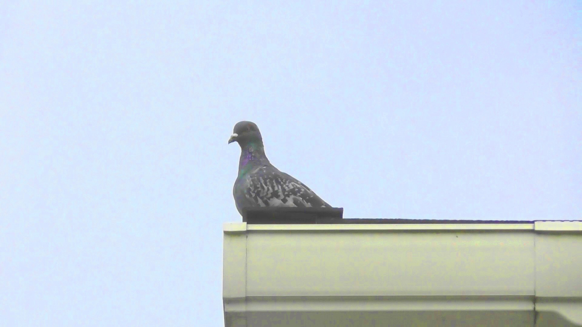 屋根の上にやってきた鳩